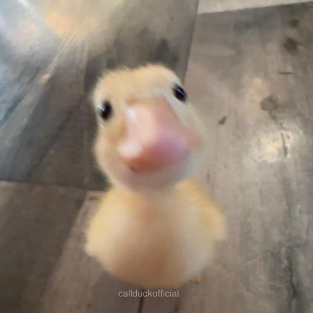 Meet your Posher, Riyyy